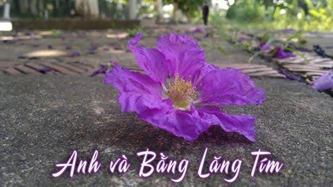 Gia đình - Bài dự thi: Anh và bằng lăng tím