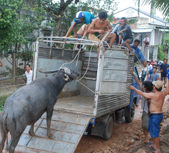 Xã hội - Trâu điên húc nhiều người nhập viện, ai chịu trách nhiệm bồi thường? (Hình 2).