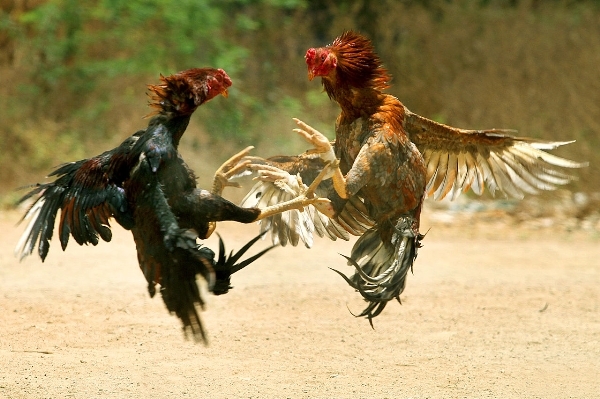 Văn hoá - Ngày xuân, tản mạn về những bi kịch quanh thú đá gà của người Việt (Hình 2).