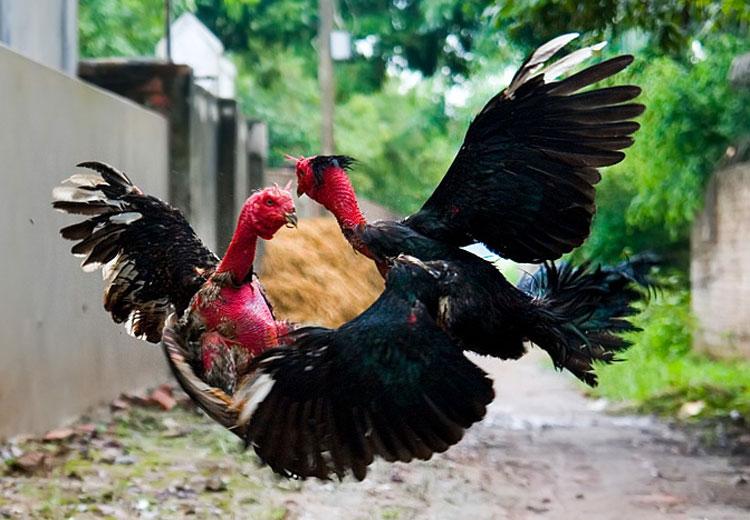 Văn hoá - Ngày xuân, tản mạn về những bi kịch quanh thú đá gà của người Việt