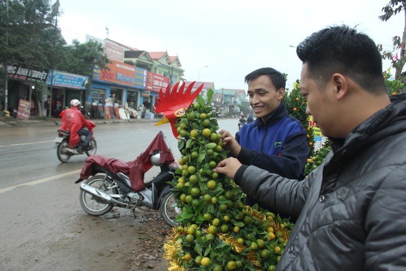 Xã hội - Quất cảnh hình gà ‘gây sốt’ thị trường Tết Đinh Dậu ở Nghệ An