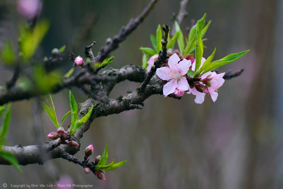 Dậy sóng mạng - Nao lòng với bộ ảnh ‘hoa cỏ mùa xuân’ báo hiệu tết đã về (Hình 8).