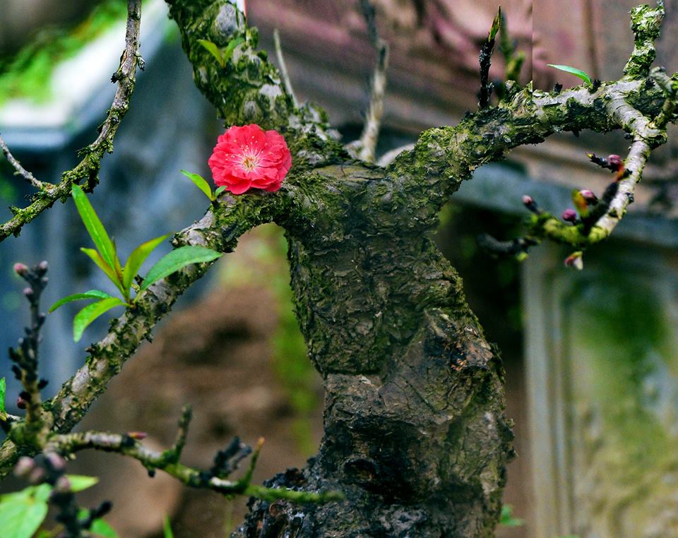 Dậy sóng mạng - Nao lòng với bộ ảnh ‘hoa cỏ mùa xuân’ báo hiệu tết đã về (Hình 6).