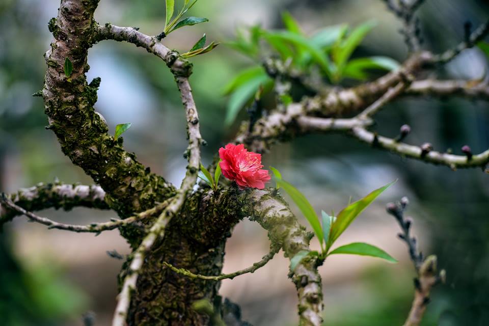 Dậy sóng mạng - Nao lòng với bộ ảnh ‘hoa cỏ mùa xuân’ báo hiệu tết đã về (Hình 7).