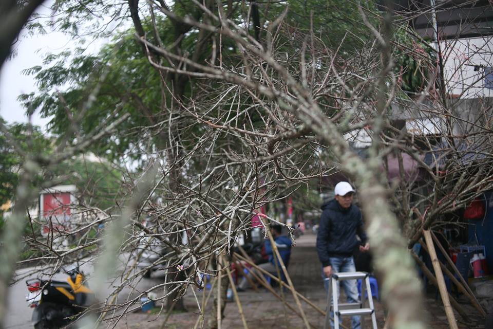 Xã hội - Đào rừng 'độc, lạ' đổ bộ xuống Thủ đô đón Tết Nguyên đán (Hình 4).