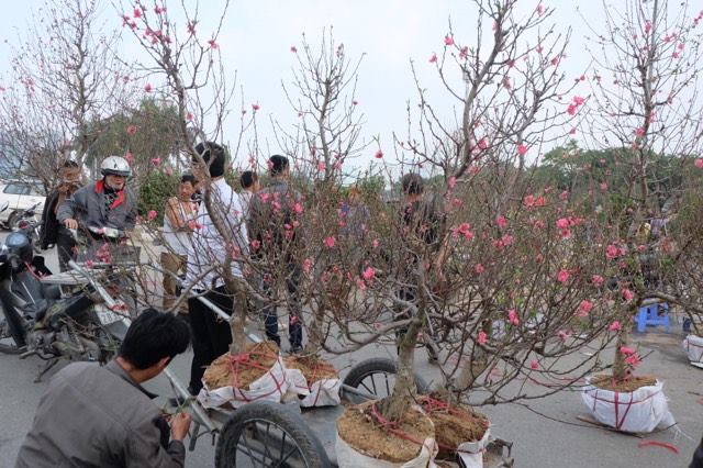 Xã hội - Hà Nội:Chiều 30 Tết đào quất hạ giá, cây bạc triệu bán vài chục ngàn (Hình 2).