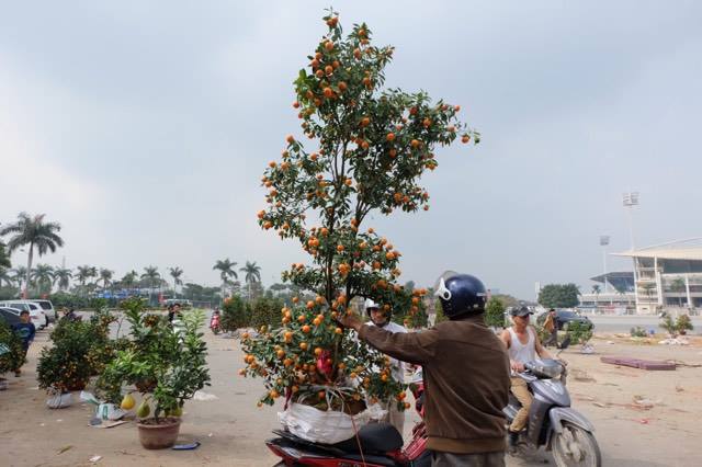 Xã hội - Hà Nội:Chiều 30 Tết đào quất hạ giá, cây bạc triệu bán vài chục ngàn (Hình 3).