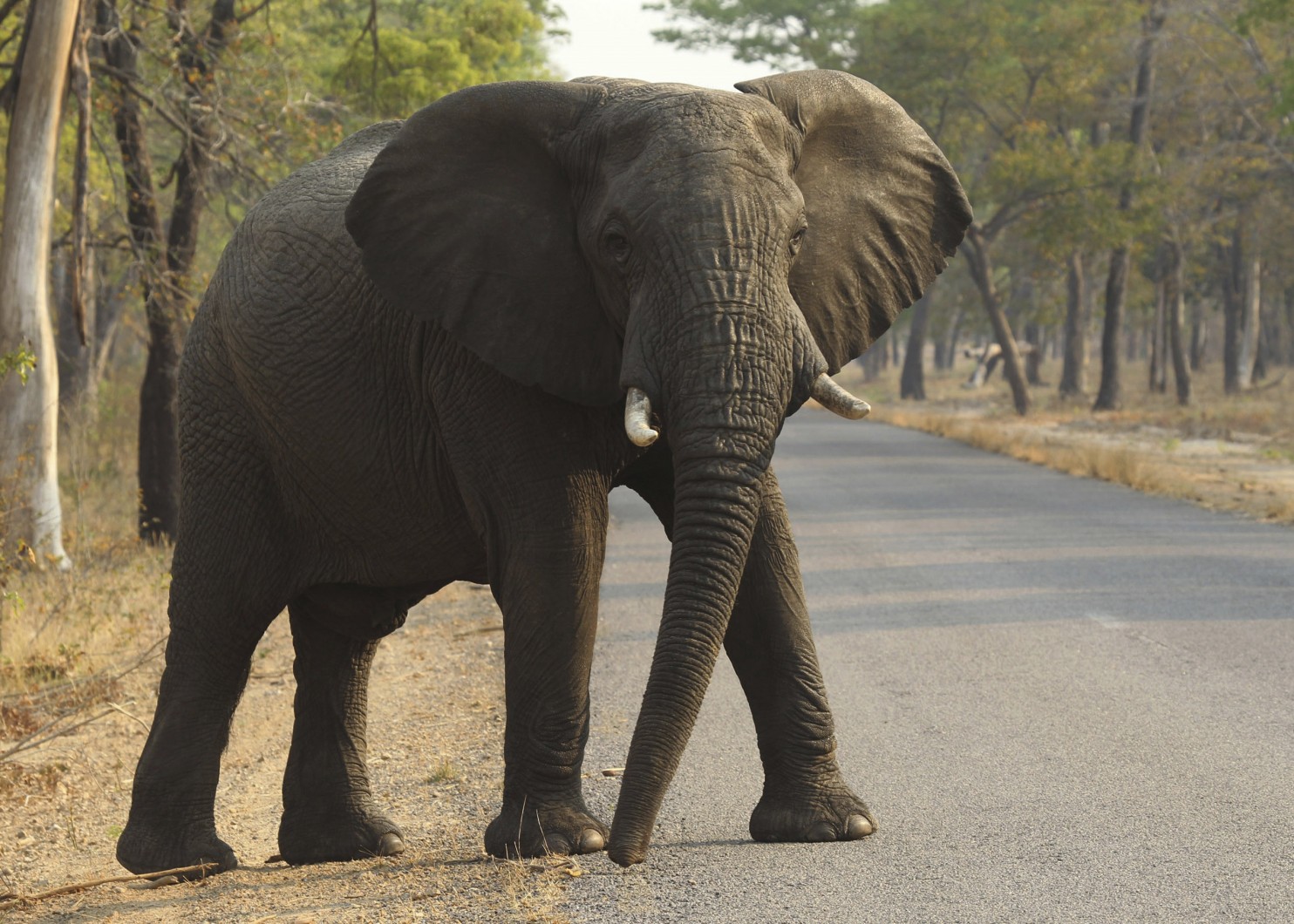 Điểm nóng - Zimbabwe bán voi cho Trung Quốc để gây quỹ bảo tồn thiên nhiên  