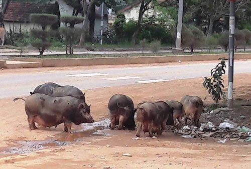 An ninh - Hình sự - Lật tẩy kỹ nghệ dùng thuốc nhuộm tóc biến heo nái thành heo rừng