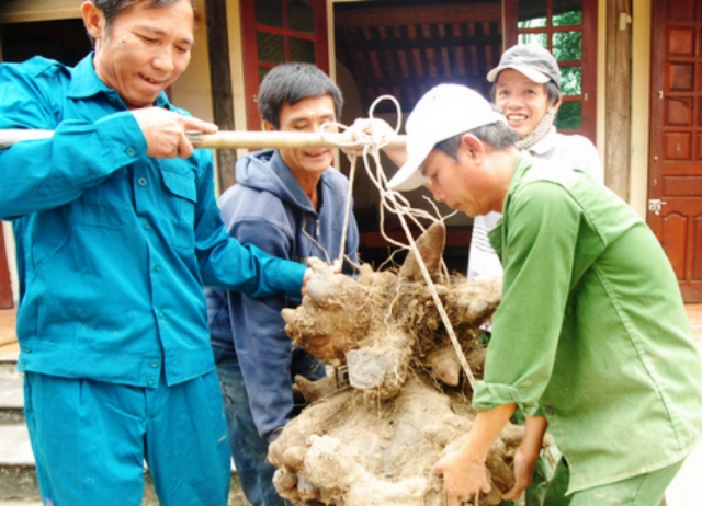 Lạ & Cười - Chuyện khó tin: 4 người lớn dốc sức khiêng... 1 củ khoai (Hình 2).