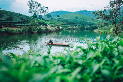 Dậy sóng mạng - Sau trang trại cừu, giới trẻ Nghệ An lại mê mẩn với đảo chè (Hình 9).