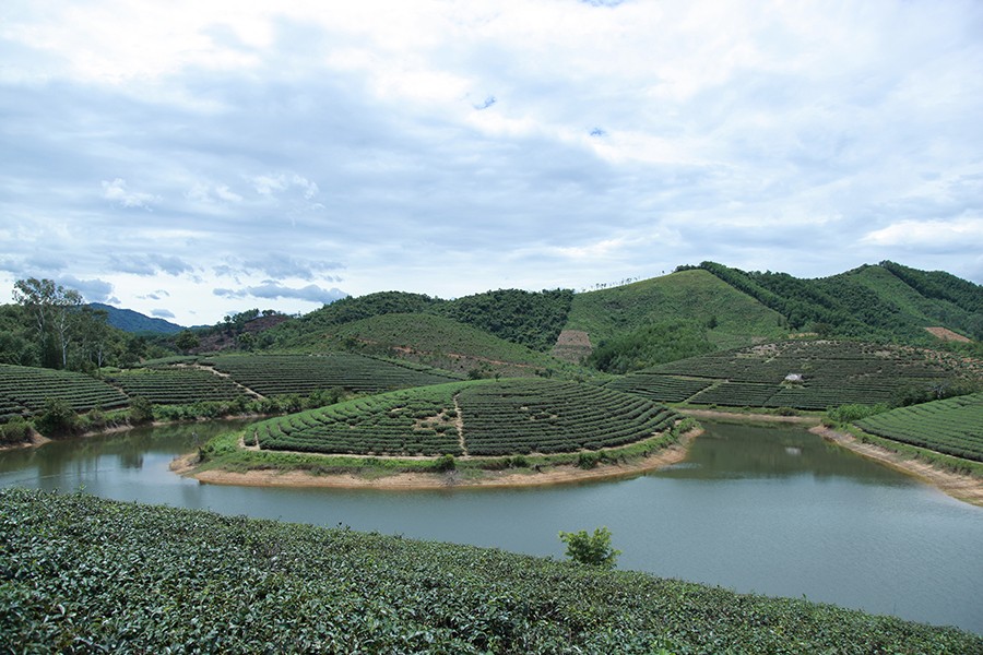 Dậy sóng mạng - Sau trang trại cừu, giới trẻ Nghệ An lại mê mẩn với đảo chè