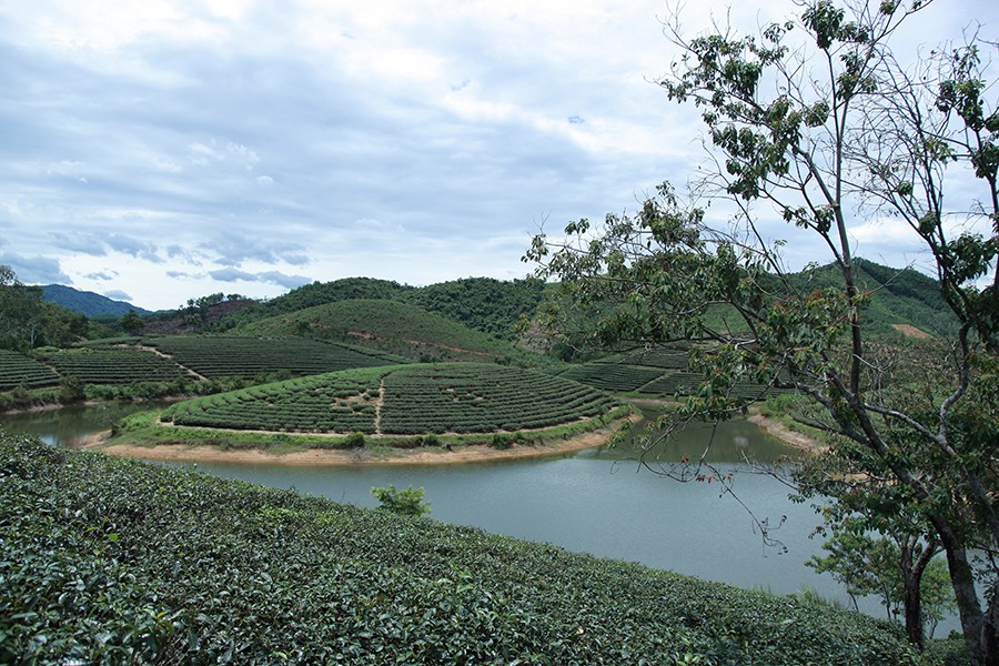 Dậy sóng mạng - Sau trang trại cừu, giới trẻ Nghệ An lại mê mẩn với đảo chè (Hình 2).