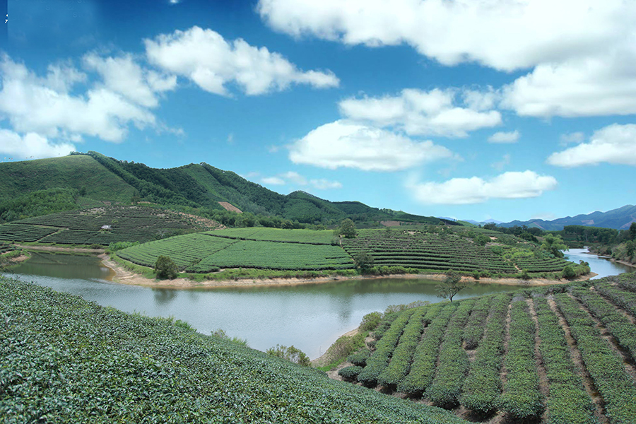 Dậy sóng mạng - Sau trang trại cừu, giới trẻ Nghệ An lại mê mẩn với đảo chè (Hình 4).