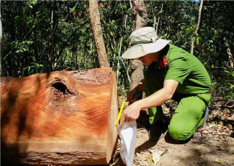 An ninh - Hình sự - Cán bộ quản lý rừng 'loan tin’ lâm tặc cướp gỗ để trốn trách nhiệm