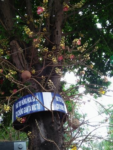 Văn hoá - Người dân đứng hàng giờ chờ hoa ngọc kỳ lân rụng để cầu may mắn (Hình 3).