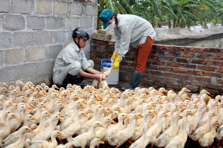 Các bệnh - Thông tin mới nhất về dịch cúm gia cầm 