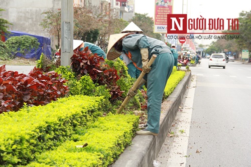 Xã hội - Hải Dương: Cây xanh đang đẹp bỗng bị phá, dân tiếc nuối xin về trồng (Hình 2).