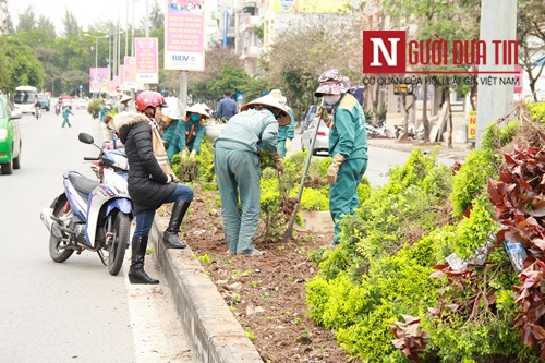 Xã hội - Hải Dương: Cây xanh đang đẹp bỗng bị phá, dân tiếc nuối xin về trồng (Hình 3).