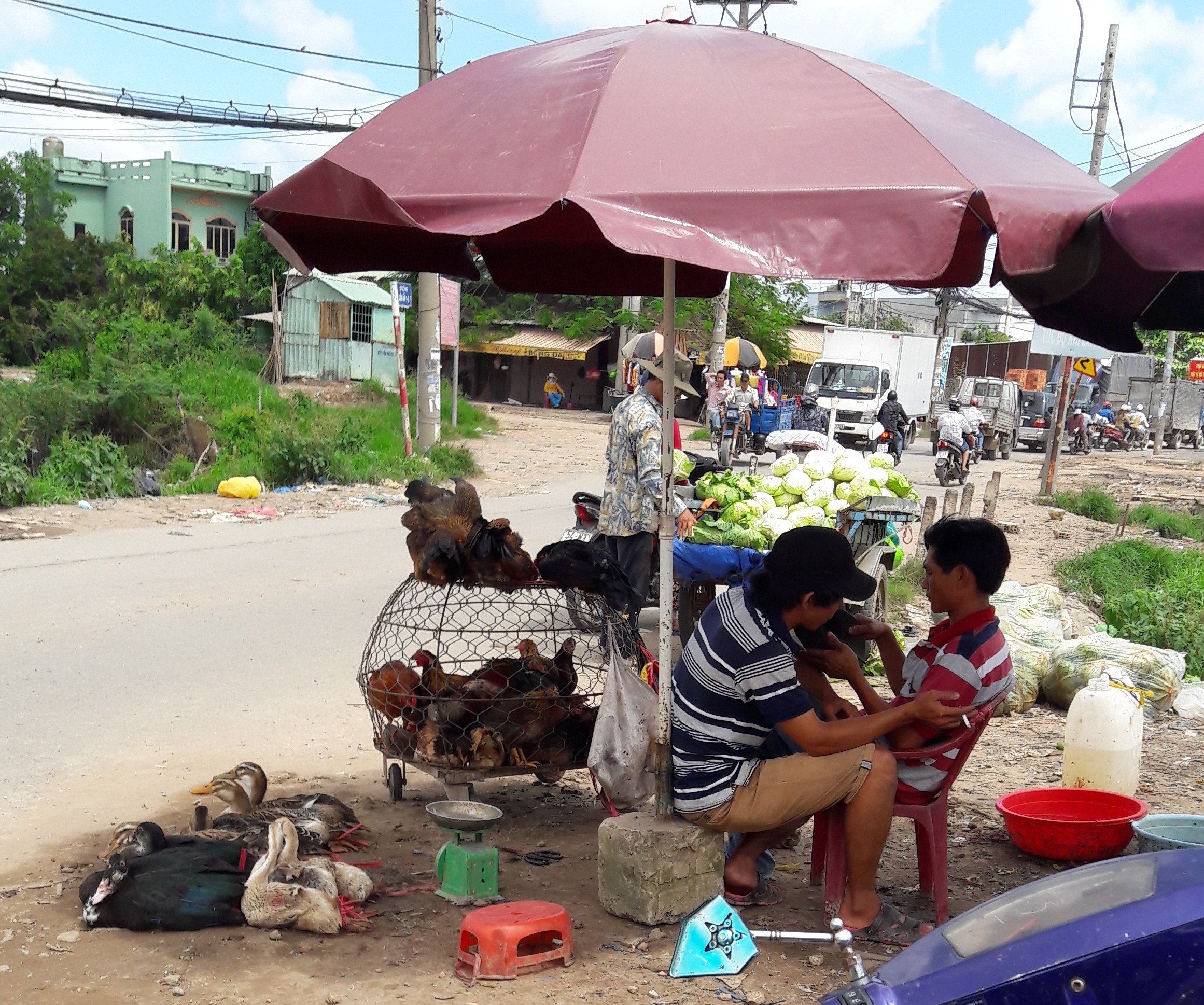 Xã hội - TP.HCM: Gia cầm sống không kiểm dịch ‘bủa vây’ vùng ven