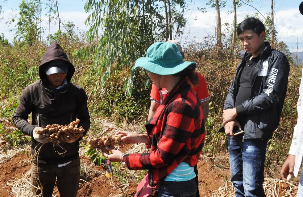 Xã hội - Gia Lai: Gừng rớt giá thê thảm, nhiều nông dân có nguy cơ trắng tay