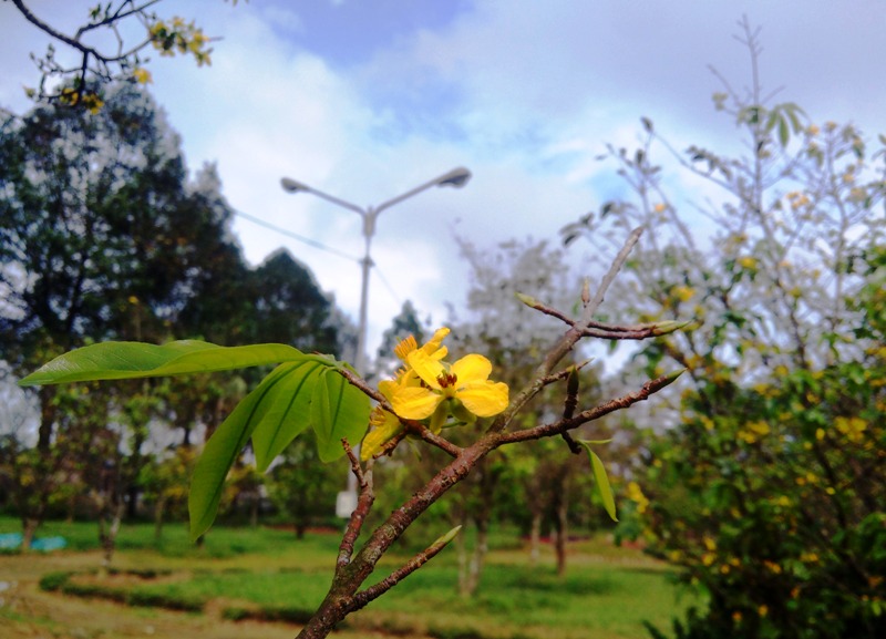 Xã hội - Vườn hoàng mai cổ thụ bung nở, khoe sắc đón nắng xuân (Hình 2).