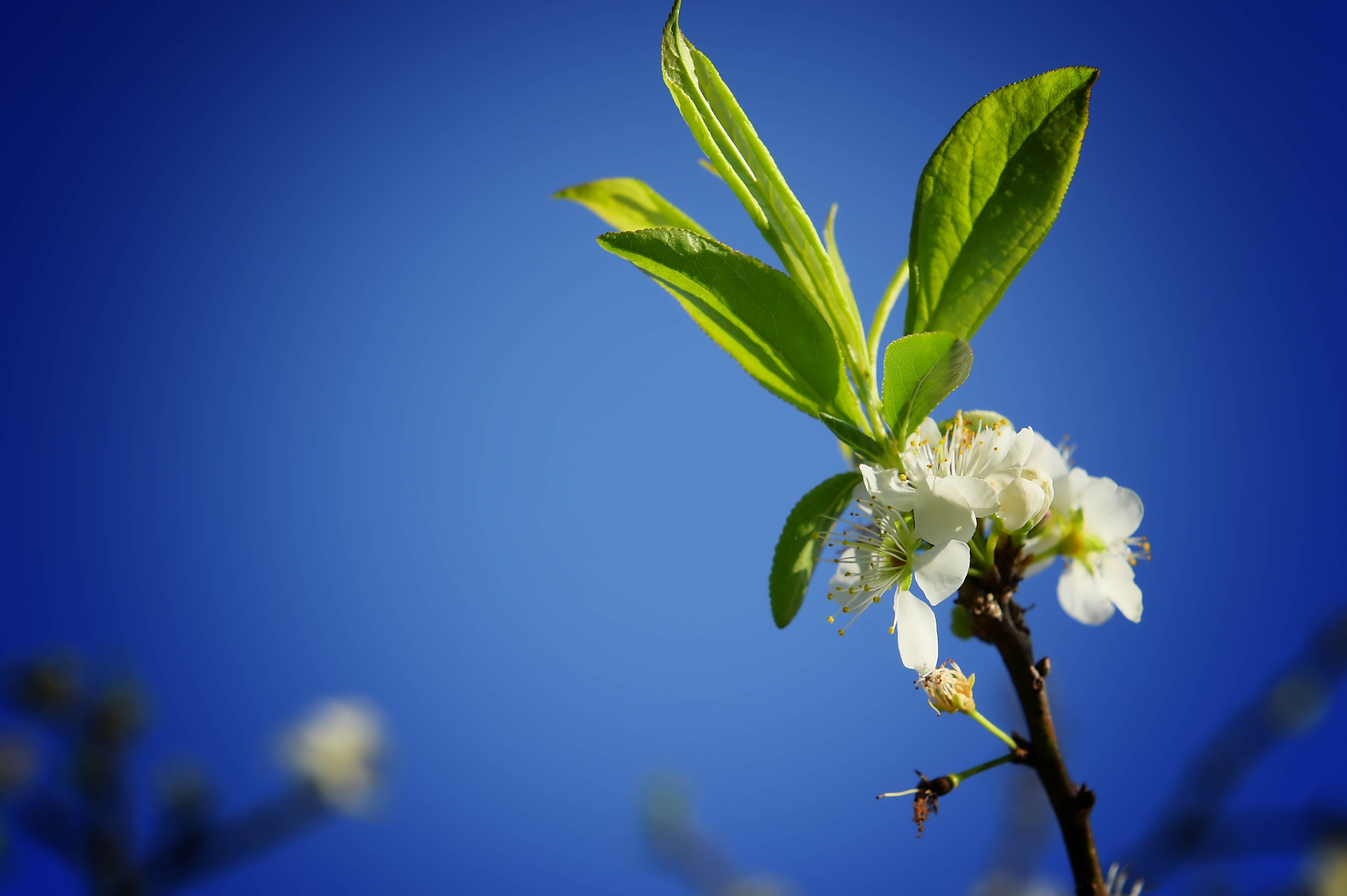 X&atilde; hội - Đẹp nao l&ograve;ng sắc xu&acirc;n nơi n&uacute;i rừng T&acirc;y Bắc (H&igrave;nh 5).