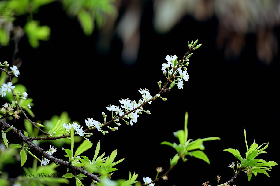 X&atilde; hội - Đẹp nao l&ograve;ng sắc xu&acirc;n nơi n&uacute;i rừng T&acirc;y Bắc (H&igrave;nh 7).