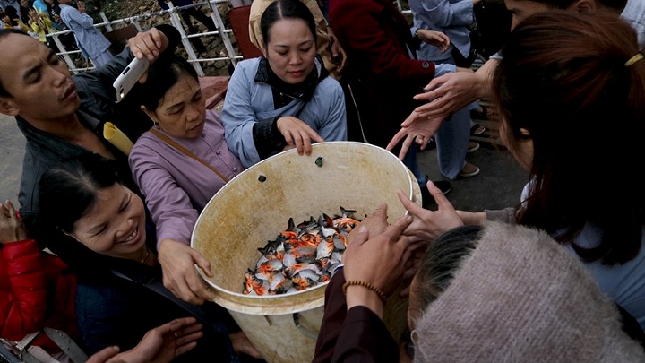 Xã hội - Phóng sinh cá ở sông Hồng: Người dân mang thả nhiều loài khác nhau  (Hình 2).