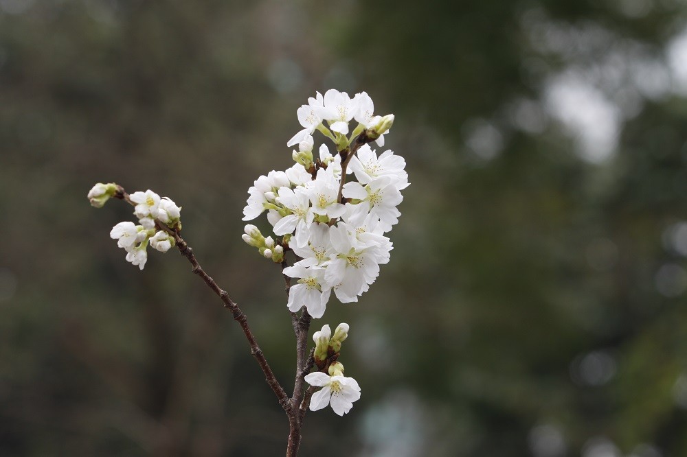 Văn hoá - Lễ hội hoa anh đào Hà Nội: Anh đào Nhật kém sắc do thời tiết (Hình 6).