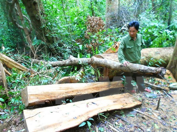 Xã hội - Phó Thủ tướng yêu cầu kiểm tra việc phá rừng phòng hộ tại Phú Yên