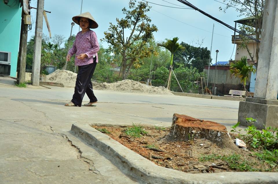 Xã hội - Vụ chặt hạ hàng loạt cây xanh ở Thạch Thất: Huyện không chỉ đạo