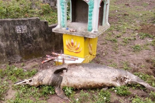 X&atilde; hội - Ph&aacute;t hiện c&aacute; lạ nặng 100kg đ&atilde; chết tr&ocirc;i dạt v&agrave;o bờ biển Nghệ An