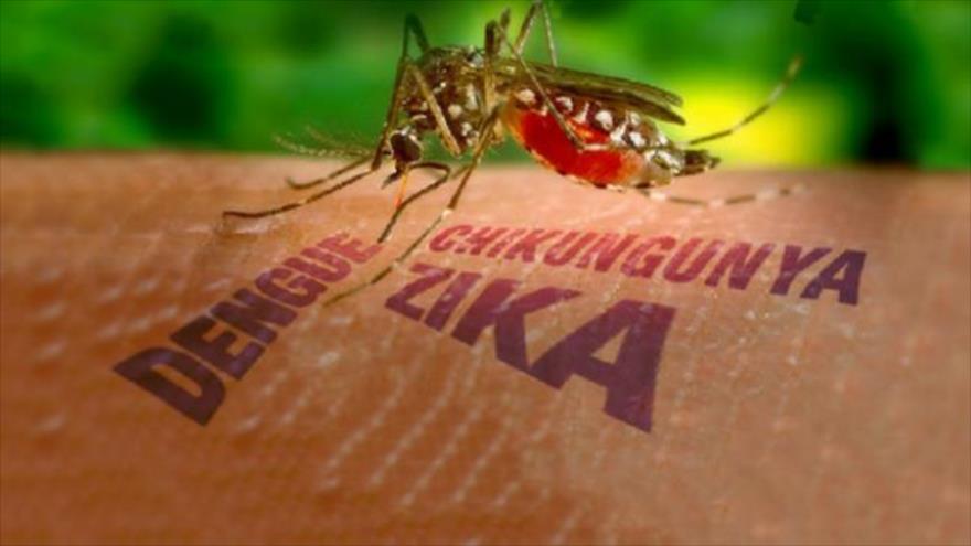 Các bệnh - 99,9% người dân Nha Trang ủng hộ thả muỗi vằn phòng ngừa Zika