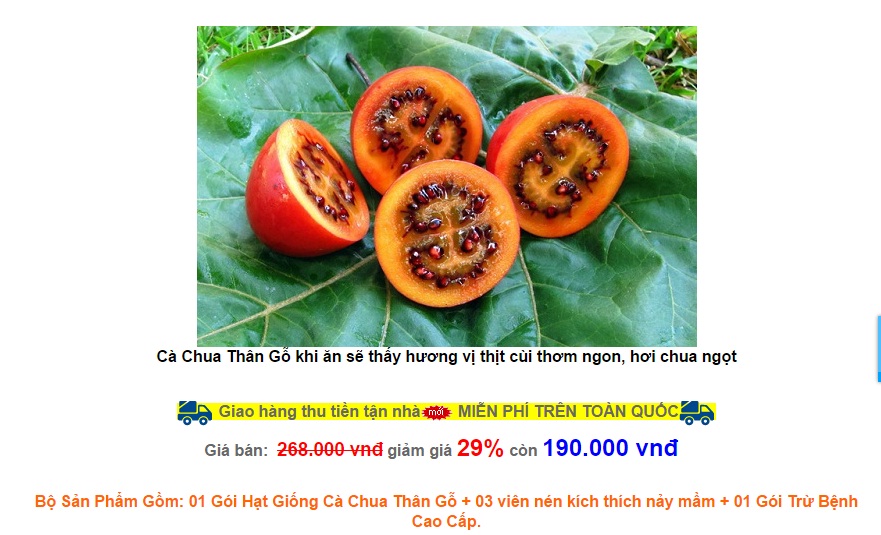 Xã hội - Sự thật cà chua thân gỗ được rao bán giá 1 triệu đồng/1kg (Hình 3).