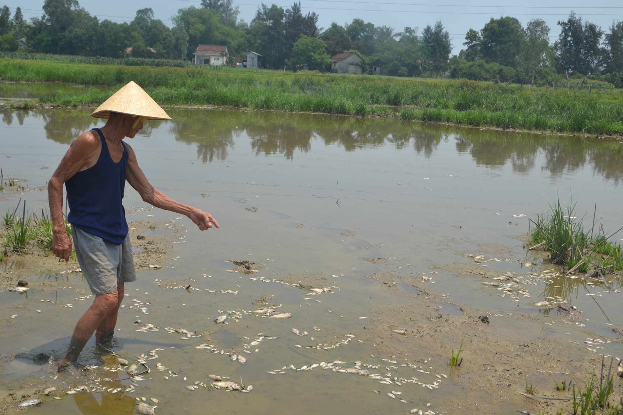 Xã hội - Đà Nẵng: Đi tìm nguyên nhân cá chết hàng loạt ở bàu Lệ Sơn