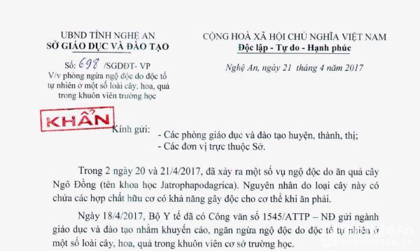 Giáo dục - Nghệ An: Sở GD&ĐT yêu cầu loại bỏ cây ngô đồng ra khỏi trường học