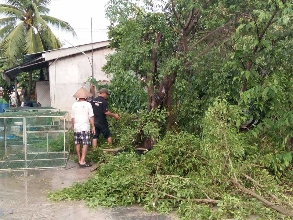 Tin nhanh - Mưa kèm lốc xoáy trái mùa 'quật đổ' cây, cuốn bay nhiều biển hiệu (Hình 6).