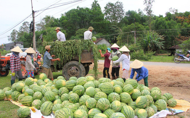 Tiêu dùng & Dư luận - Dưa hấu Việt Nam ùn ứ tại cửa khẩu do trái to và cạnh tranh