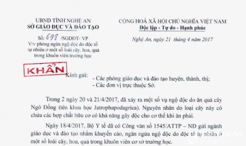 Xã hội - Nghệ An: Vì sao chưa thể loại bỏ ngay cây ngô đồng khỏi trường học? (Hình 4).