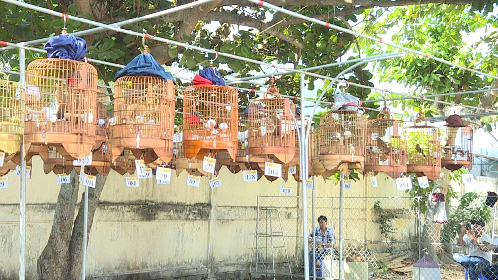 Văn hoá - Hội thi ‘Chim hót nghệ thuật’ chào mừng ngày giải phóng miền Nam (Hình 2).