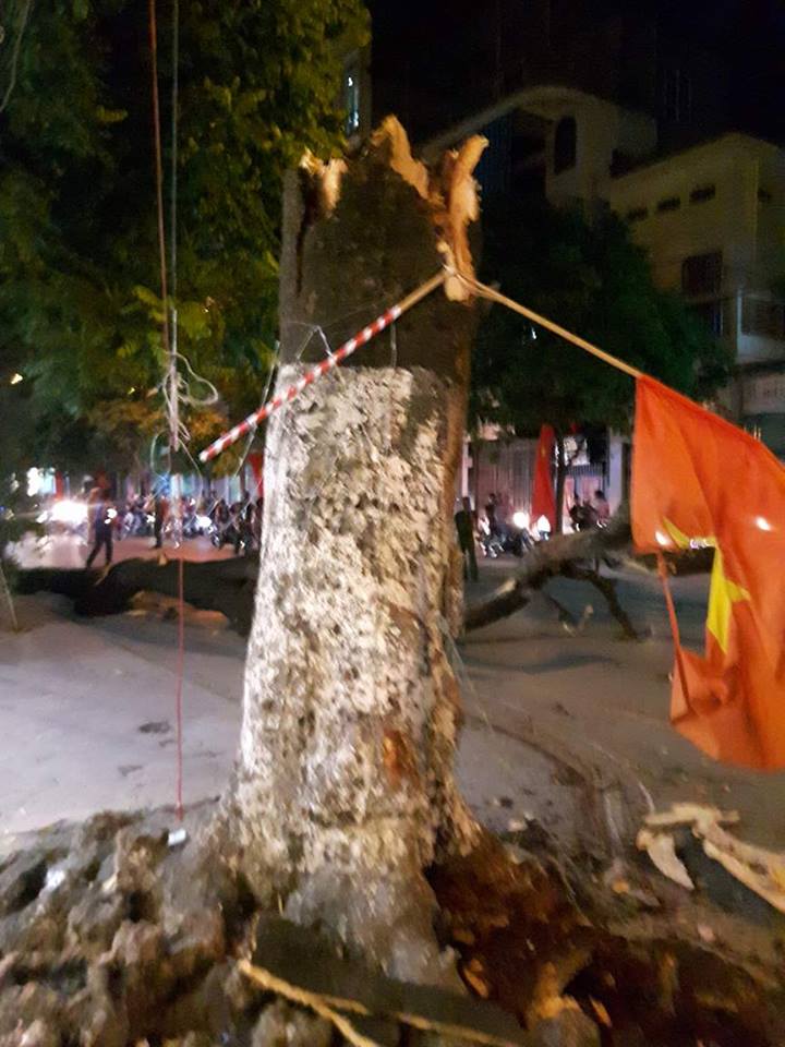 Tin nhanh - Hải Phòng: Cây cổ thụ mục ruỗng đổ xuống đường gây ùn tắc giao thông (Hình 2).