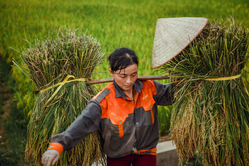 Dậy sóng mạng - Dân mạng xuýt xoa khi xem bộ ảnh 'Mùa gặt'