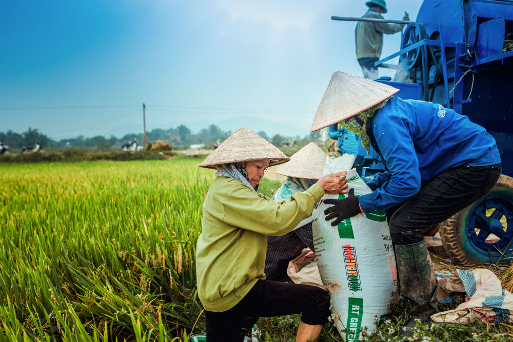 Dậy sóng mạng - Dân mạng xuýt xoa khi xem bộ ảnh 'Mùa gặt' (Hình 10).