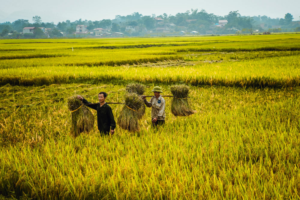 Dậy sóng mạng - Dân mạng xuýt xoa khi xem bộ ảnh 'Mùa gặt' (Hình 3).