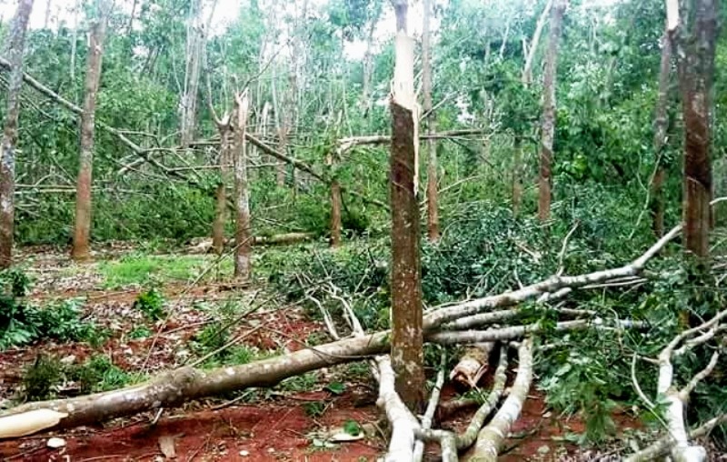 Xã hội - Lốc xoáy quét qua 7 xã ở Nghệ An, thiệt hại hàng tỷ đồng (Hình 2).