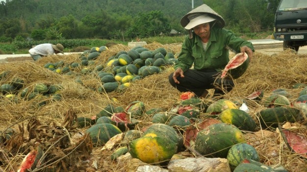 Dân sinh - Nước mắt… nông sản!