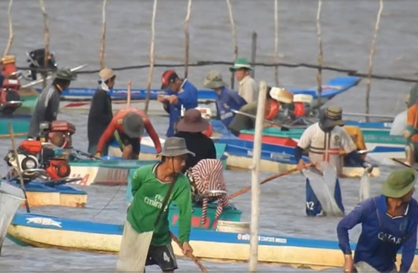 Tin nhanh - Người dân Đất Mũi phập phồng lo sợ nạn 'nghêu tặc' tái diễn