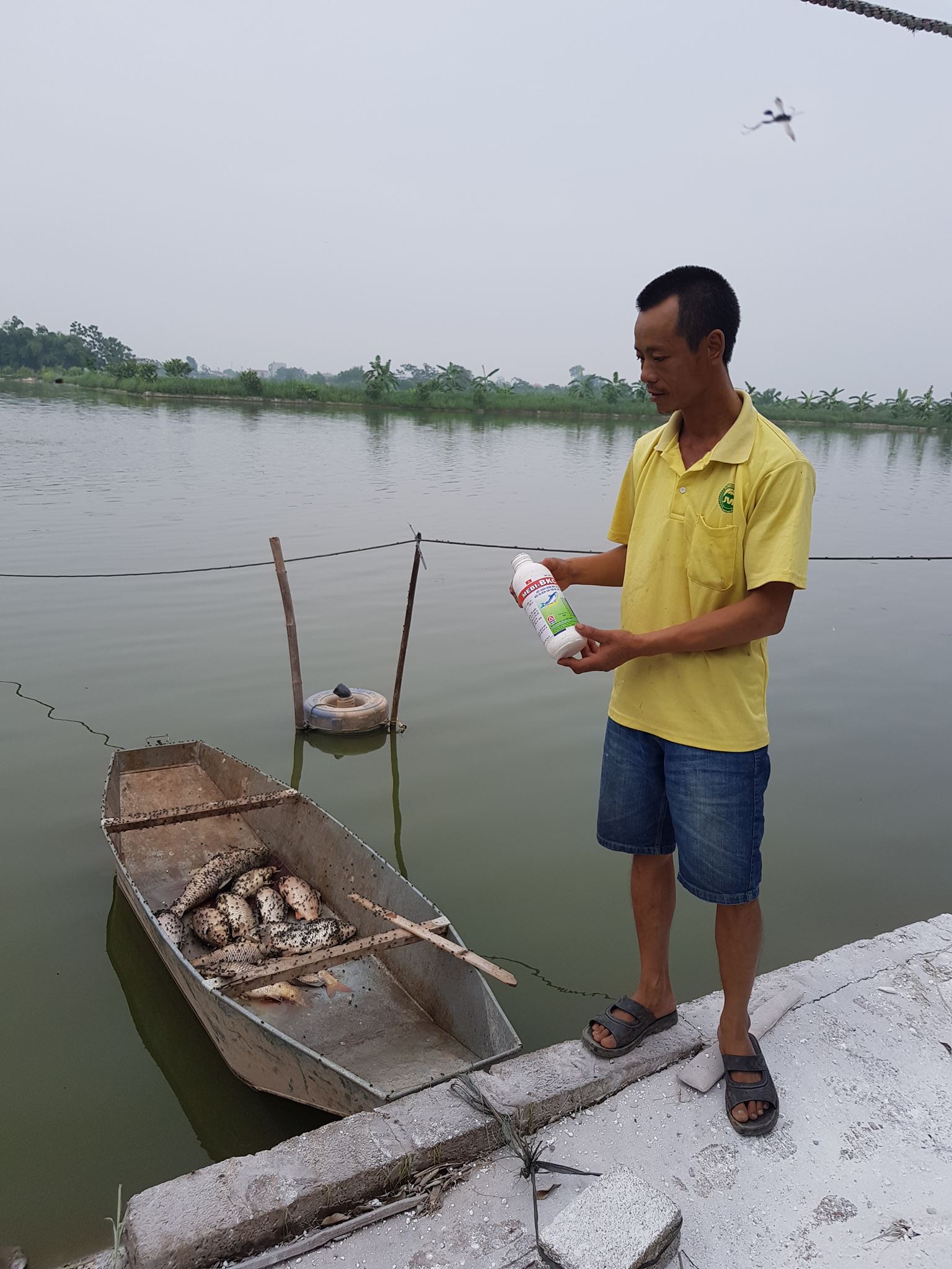 Xã hội - Tin lời người lạ, hộ nuôi cá sắp phá sản vì 5 tấn cá chết bất thường