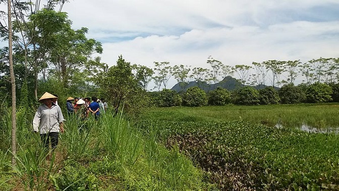 An ninh - Hình sự - Thanh Hóa: Tá hỏa phát hiện thi thể người phụ nữ dưới ao bèo